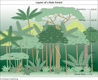 Layers of the Rain Forest - Asia's Tropical Rainforest